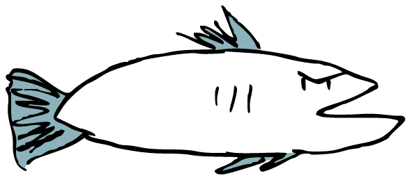 A sketchy line drawing of an aggressive fish with blue fins